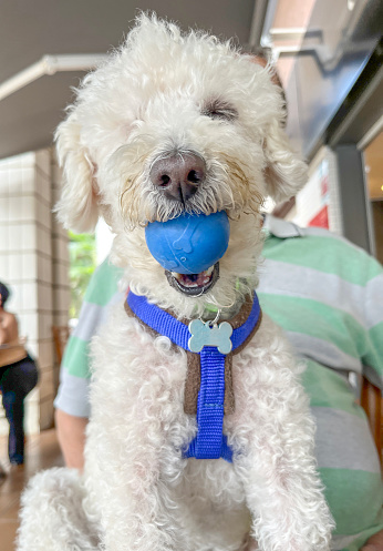 Cute one-eyed white poodle with ball in mouth