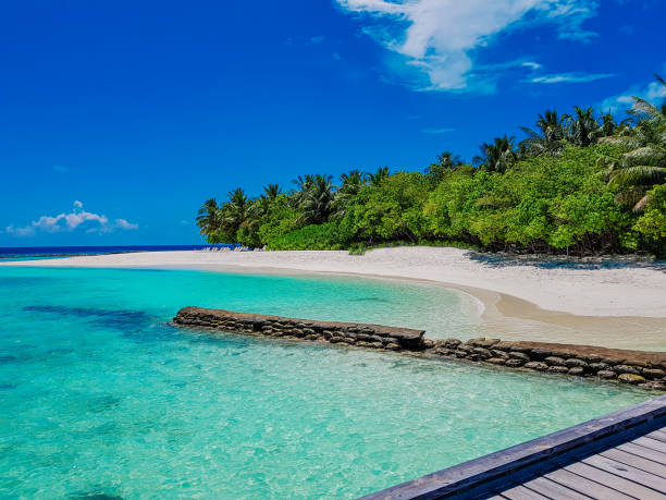 istock Maldives beach with palm trees 1902099528