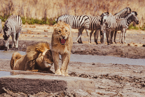 Lions in Namibia at a waterhole, Africa