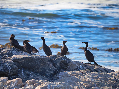 Cape cormorant or Cape shag (Phalacrocorax capensis) at Diaz point, near Luderitz in !Karas region