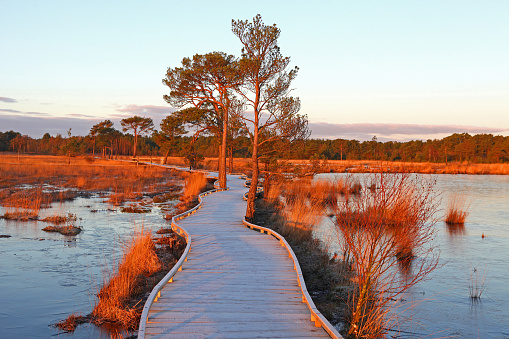 A frosty boardwalk glistens over Pudmore Pond in the early morning winter sun at Thursley Nature Reserve in Surrey, UK.