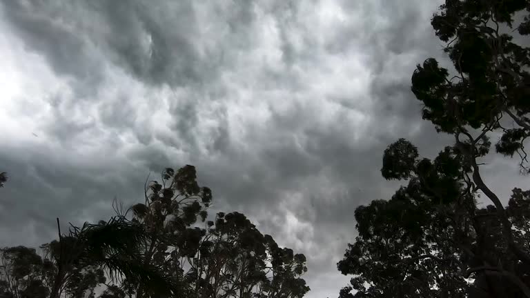 Storm clouds boil in the sky as silhouetted trees sway violently from side to side in the foreground