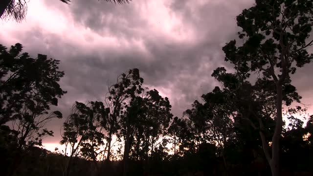 The trees in the forest blow with a strong wind at the end of sunset on a stormy day