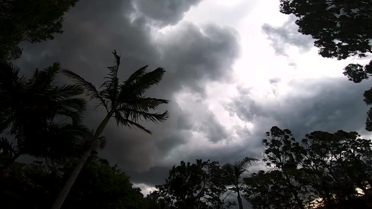 A thunderhead rolls through the left as the forest waves in the strong winds