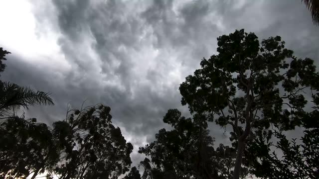 A palm tree and an Angophora blow strongly in the wind with dark clouds overhead and leaves flying around