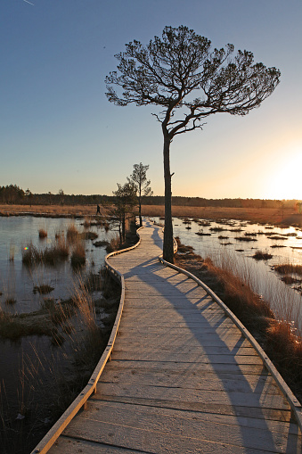 A frosty boardwalk glistens over Pudmore Pond in the early morning winter sun at Thursley Nature Reserve in Surrey, UK.