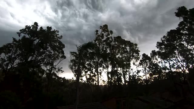 Leaves fly through the air as the trees in the forest are blown about with strong gusts