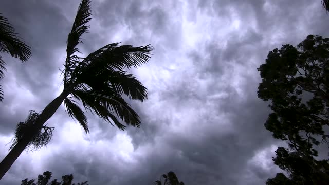 A palm tree and an Angophora blow strongly in the wind with dark clouds overhead and leaves flying around