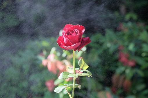 Most Beautiful Red Rose Closeup With Water Drops Nature Bokeh Background