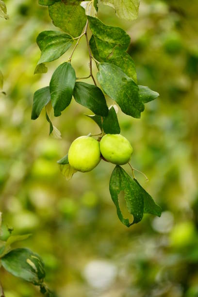 istock Close up Jujube fruit 1902122116