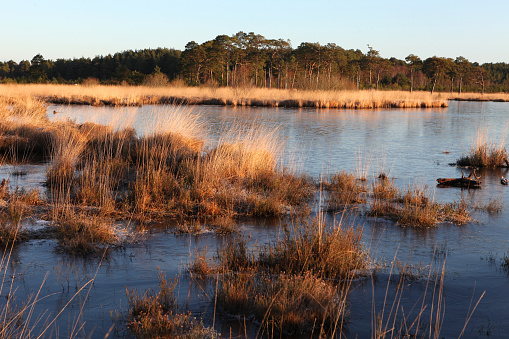Pudmore Pond in the early morning winter sun at Thursley Nature Reserve in Surrey, UK.
