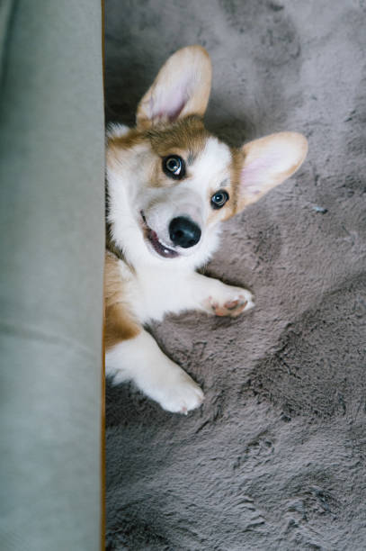 istock funny Welsh corgi puppy hide under a sofa 1902128403