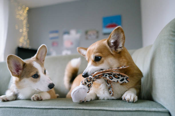 istock Two dogs fight over a toy 1902128858