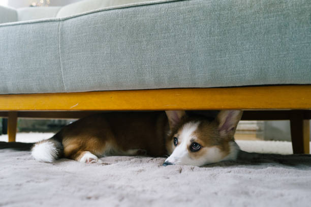 istock Shy Welsh Corgi puppy hides under a sofa 1902129881