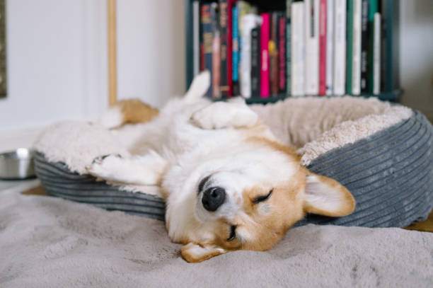 istock Welsh corgi Pembroke sleeps in pet bed 1902130403