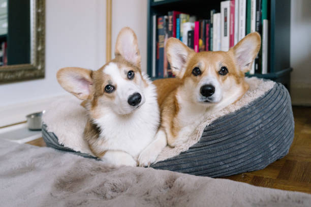 istock two Welsh corgi pembroke rest in pet bed 1902130944