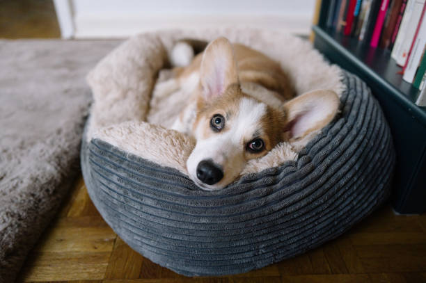 Welsh corgi puppy rest in pet bed