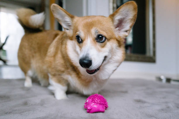 istock Dog would like to play with a ball 1902131981