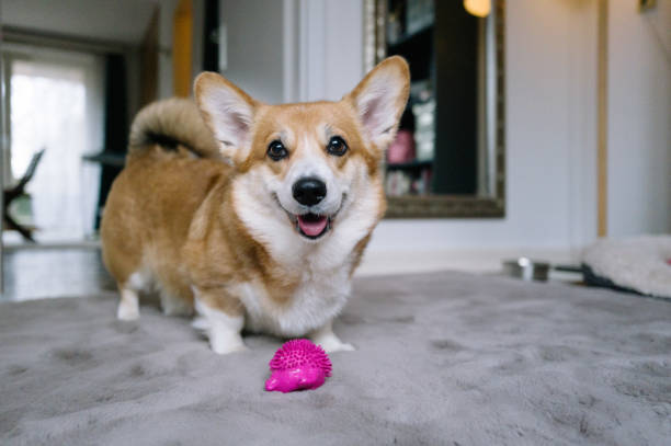 istock Dog invites you to play with a ball 1902131987