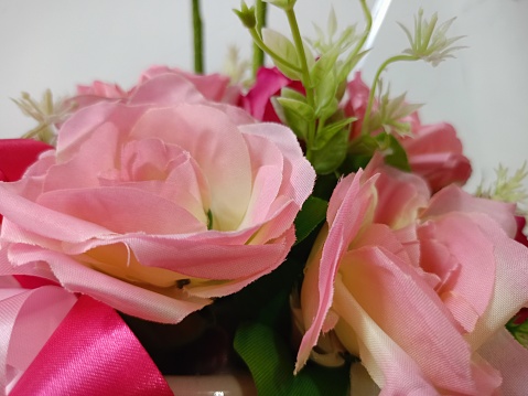 Pink and white roses blooming beauty nature in garden