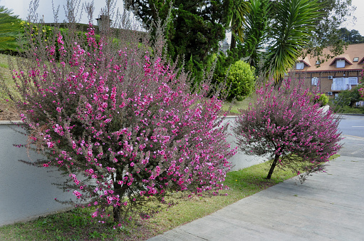 Decorating the sidewalk, shrubs with beautiful pink flowers of Leptospermum scoparium in Campos do Jordão