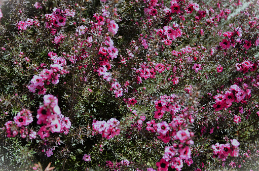 The beauty of the pink flowers of Leptospermum scoparium in the garden in Campos do Jordão