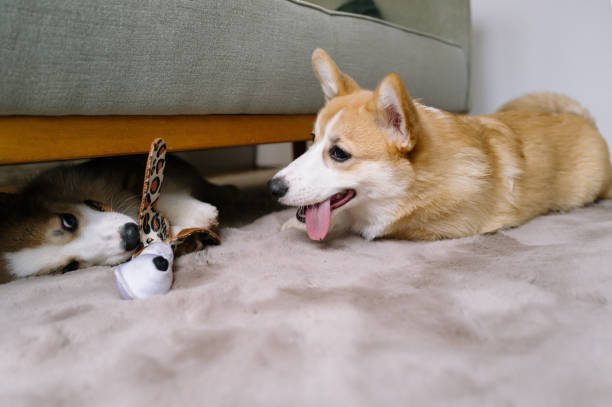 istock Welsh corgi puppies play together 1902135170