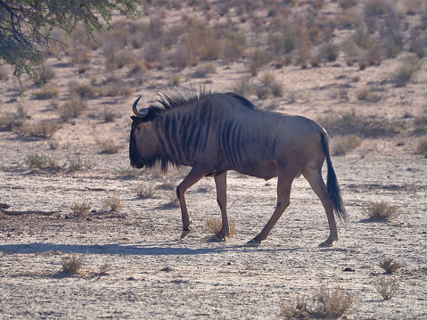 Blue wildebeest (Connochaetes taurinus) in the Kgalagadi Transfrontier Park