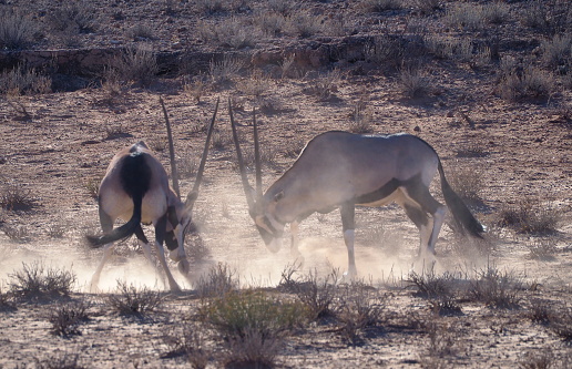 Gemsboks, or South African oryx (Oryx gazella) in Kgalagadi Transfrontier Park