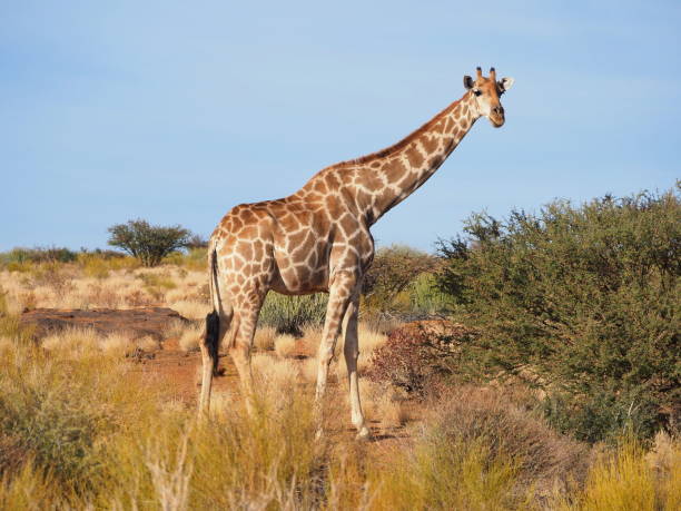 South African giraffe (Giraffa camelopardalis giraffa) in the wild in the Augrabies Fall National Park