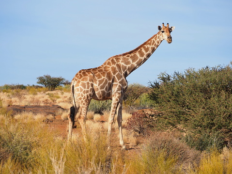 Herd of giraffe running from waterhole frightened with Kruger Park South Africa