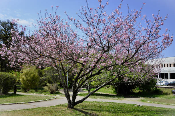 istock Tree full of Prunus x yedoensis flowers 1902143204