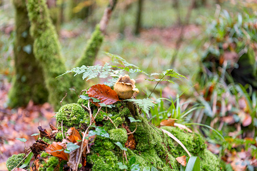 A tree stump in autumn with an exploded puffball mushroom on the top with autumn leaves around