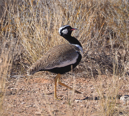 northern black korhaan (Afrotis afraoides), also known as the white-quilled bustard in the Kgalagadi Transfrontier Park