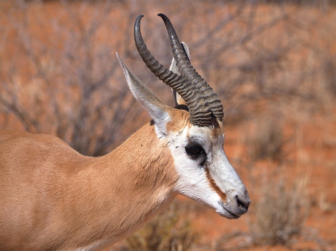 springbok or springbuck (Antidorcas marsupialis) in the Kgalagadi Transfrontier Park