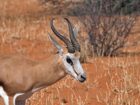 springbok or springbuck (Antidorcas marsupialis) in the Kgalagadi Transfrontier Park