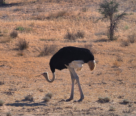 Close up ostrich head. Curious and majestic looking bird Namibia Africa.