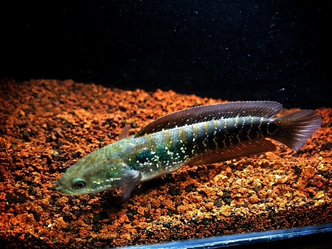 Canamaru fish in the aquarium and Malang sand