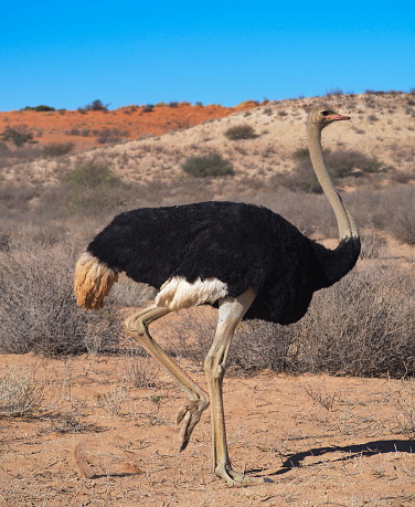 An ostrich (Struthio camelus) on a dune against a blue sky, Kalahari desert, South Africa
