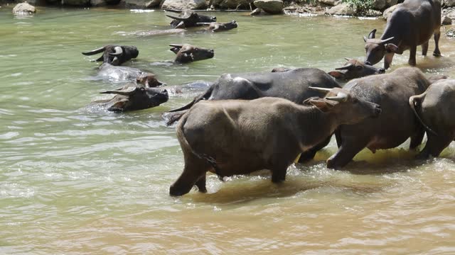 Water buffaloes bathing in a river in northern Vietnam in a village