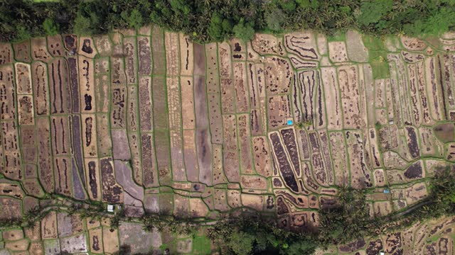 Black traces after burning rice straw, top-down aerial shot of rice fields