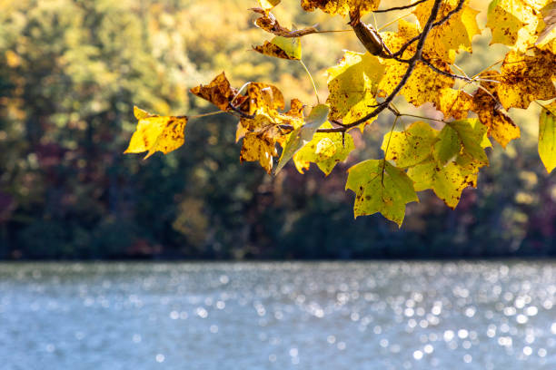 Fall colors abound on a sunny day at a lake in the northeast Georgia Mountains.