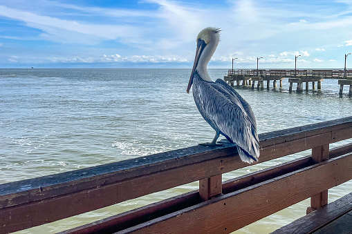 A pelican stands on the railing of a pier on Georgia's St. Simons Island.