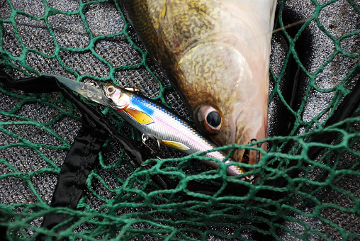 Lures used for fishing in freshwater