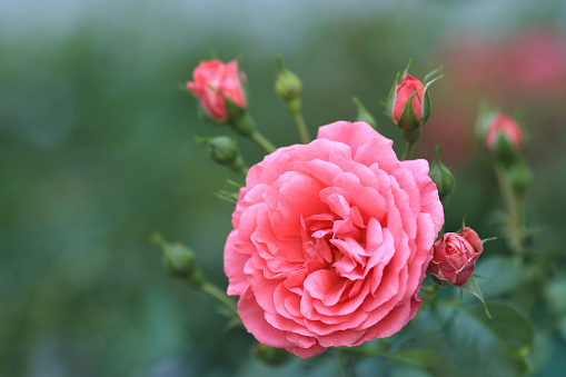 Beautiful pink rose in the garden. Garden and clear blue sky in the background. Cambados, Galicia, Spain.