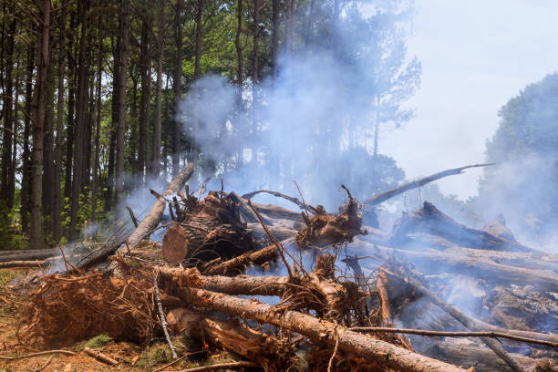istock As part preparation for construction of a house, uprooted trees are burned 1902227016