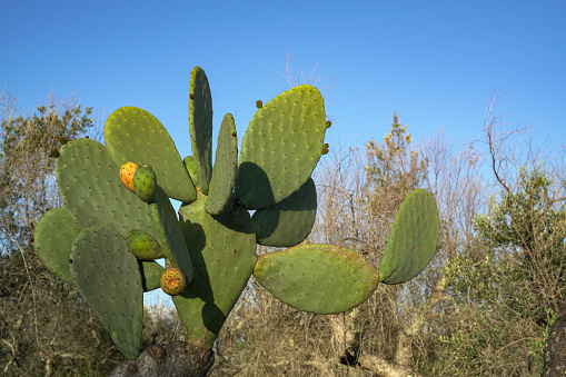 Plant of prickly pear cactus (Opuntia ficus-indica) with fruits. Sardinia. Italy.