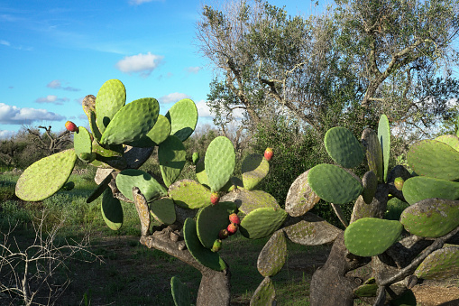Impressive close-up of a prickly pear located in the Lecce countryside