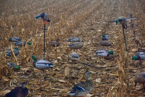 Snow goose decoys in a field