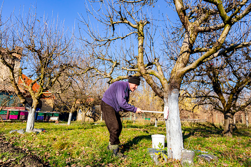 Farmer use brush, whitewashing fruit trunk as method of heat protection of Sun, slows down vegetation, blooming at early spring. Painting lime against diseases, fungus, or damage bark by rodents.